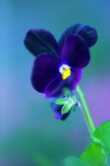 Ladies: Pansy