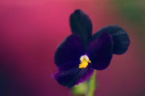 Ladies: Pansy