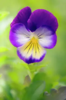 Ladies: Pansy