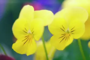 Ladies: Pansy