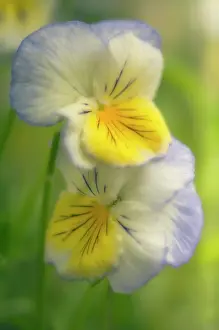 Combined: Pansy