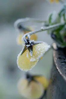 Unhappy: Pansy