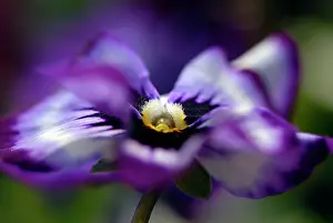 Ladies: Pansy