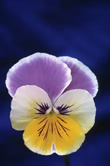 Ladies: Pansy