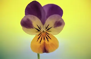 Ladies: Pansy