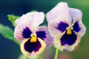 Toned: Pansy