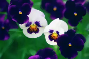 Toned: Pansy