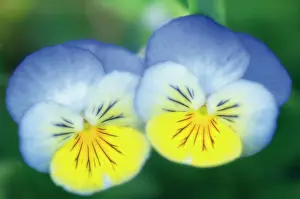 Toned: Pansy