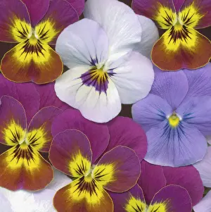 Ladies: Pansy