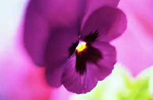 Ladies: Pansy