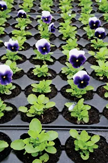 Tray: Pansy