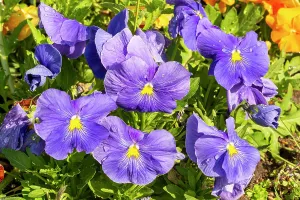 Lilac: Pansy (Viola wittrockiana) Macule lilac, flowers