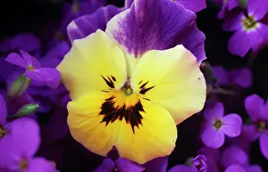Wittrockiana: Pansy