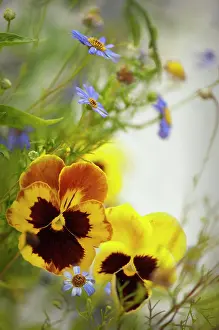 Wittrockiana: Pansy