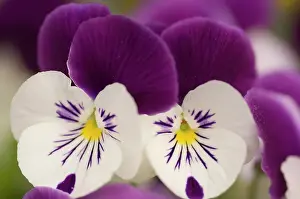 Wittrockiana: Pansy