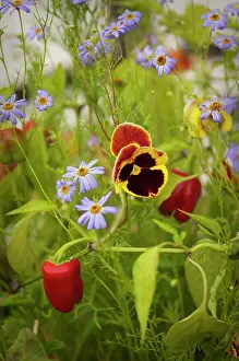 Chilli: Pansy