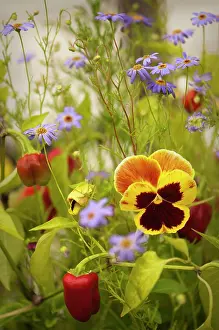 Chilli: Pansy