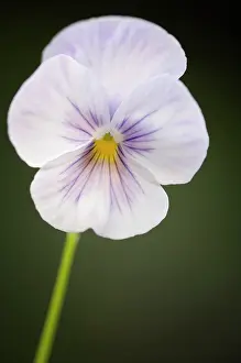 Wittrockiana: Pansy