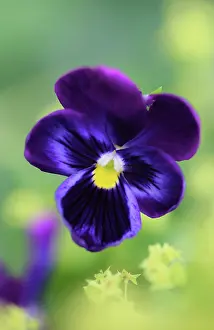 Wittrockiana: Pansy