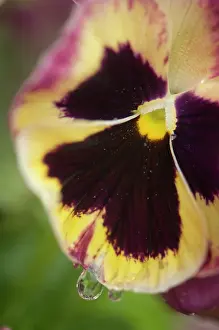 Ladies: Pansy