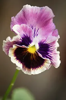 Ladies: Pansy