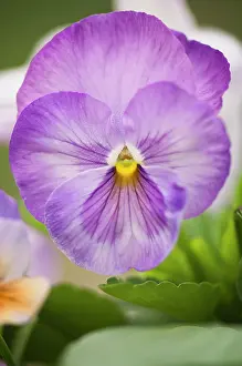 Ladies: Pansy