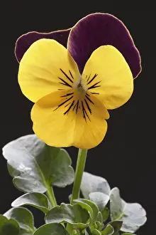 Ladies: Pansy, Viola x wittrockiana cultivar, Yellow subject