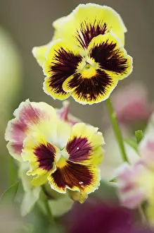 Ladies: Pansy