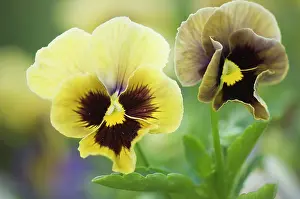 Ladies: Pansy