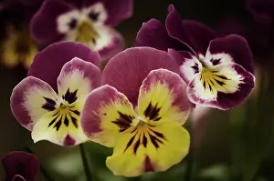 Wittrockiana: Pansy
