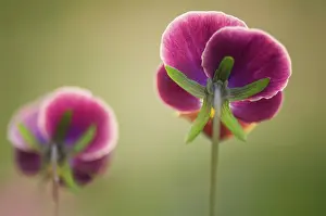 Wittrockiana: Pansy
