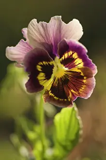 Wittrockiana: Pansy