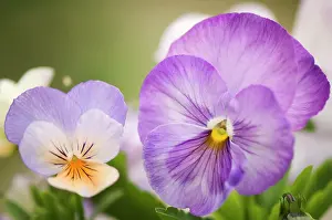 Proportion: Pansy
