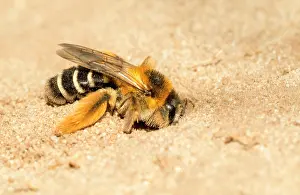 Resin: Pantalon bee (Dasypoda hirtipes), female digs nesting