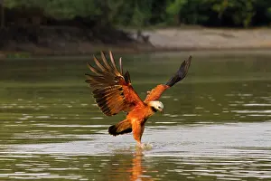 Busarellus: Pantanal, Brazil, Black-collared Hawk, Busarellus