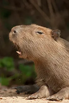 Hydrochaeris: Pantanal, Brazil, Capybara, Hydrochoerus