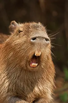 Away: Pantanal, Brazil, Capybara, Hydrochoerus