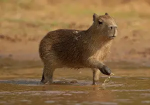 Away: Pantanal, Brazil, Capybara, Hydrochoerus