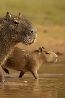 Away: Pantanal, Brazil, Capybara, Hydrochoerus