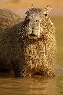 Mary: Pantanal, Brazil, Capybara, Hydrochoerus