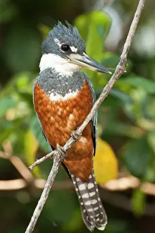 Mary: Pantanal, Brazil, Ringed Kingfisher, Ceryle