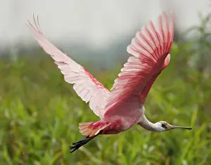 Mary: Pantanal, Brazil, Roseate Spoonbill, Platalea