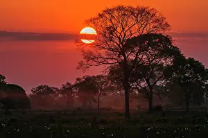 Malo: Pantanal Wetlands with trees, sunset, dry season