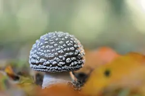 Amanita: Panther cap
