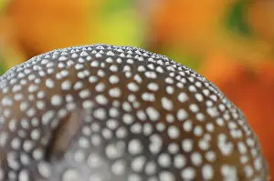 Amanita: Panther cap