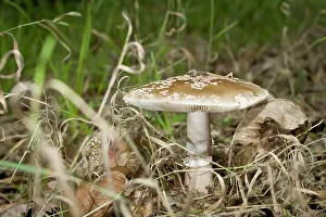 Amanita: Panther Cap in forest