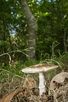 Amanita: Panther Cap in forest