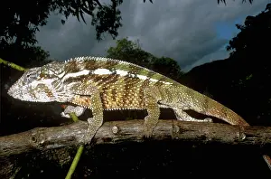 Chameleo: Panther Chameleon