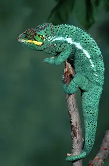 Prehensile: Panther Chameleon