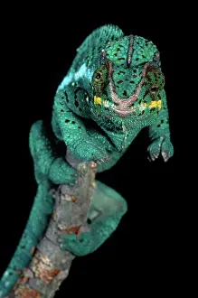 Directions: Panther Chameleon